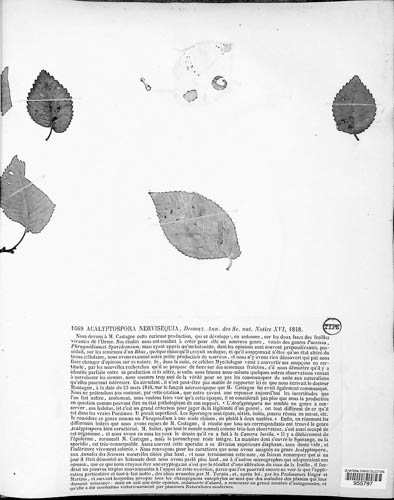 Acalyptospora nervisequi image